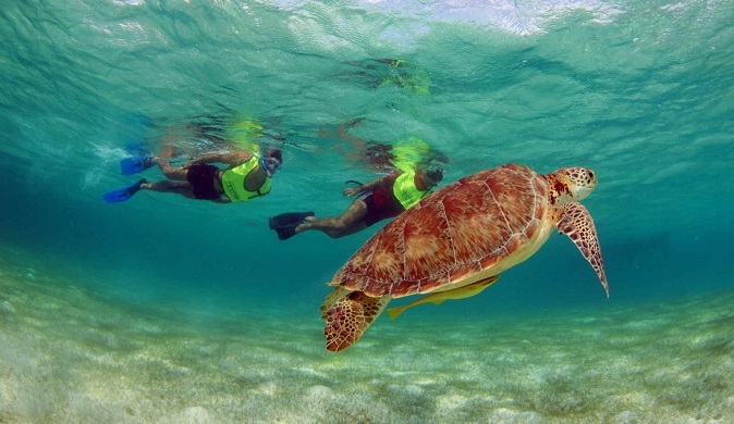 Swimming with turtles in Akumal Tour