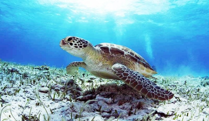 Swimming with turtles in Akumal Tour