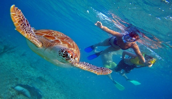 Swimming with turtles in Akumal Tour