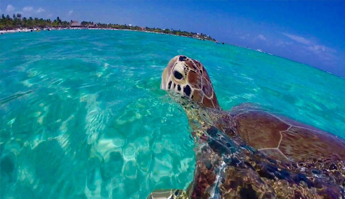 Swimming with turtles in Akumal Tour