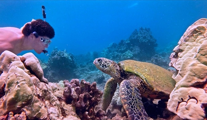 Swimming with turtles in Akumal Tour