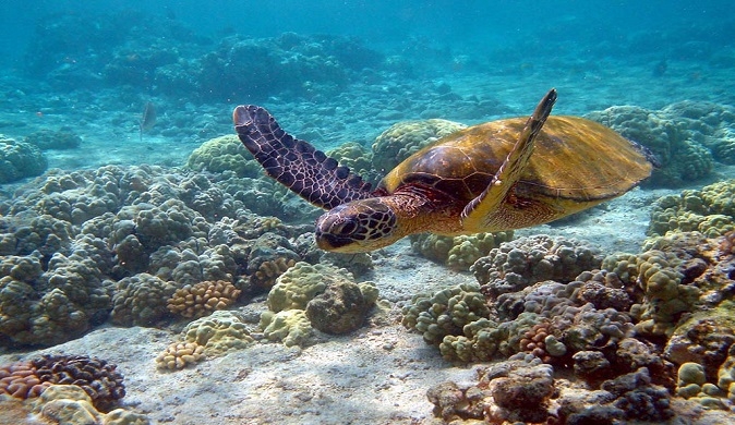 Swimming with turtles in Akumal Tour